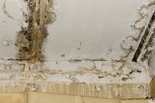 Best Water Damage & Mold Remediation  in Fort Myers Shores, FL